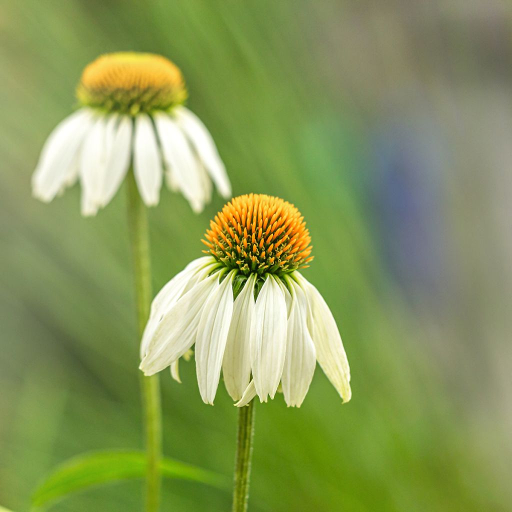 Echinacea purpurea Alba (semillas)