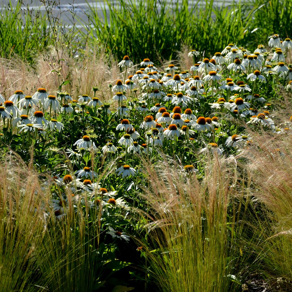 Echinacea purpurea Alba (semillas)