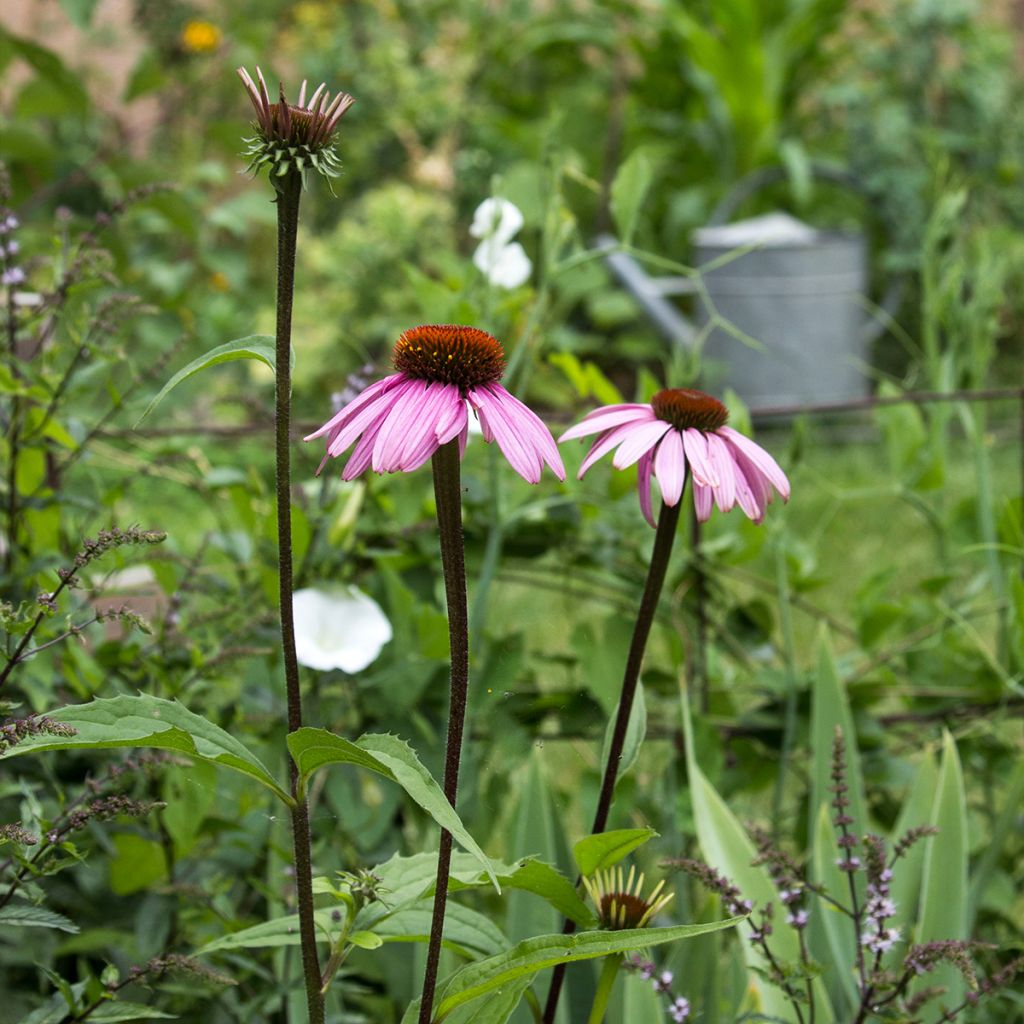 Echinacea purpurea Augustkönigin