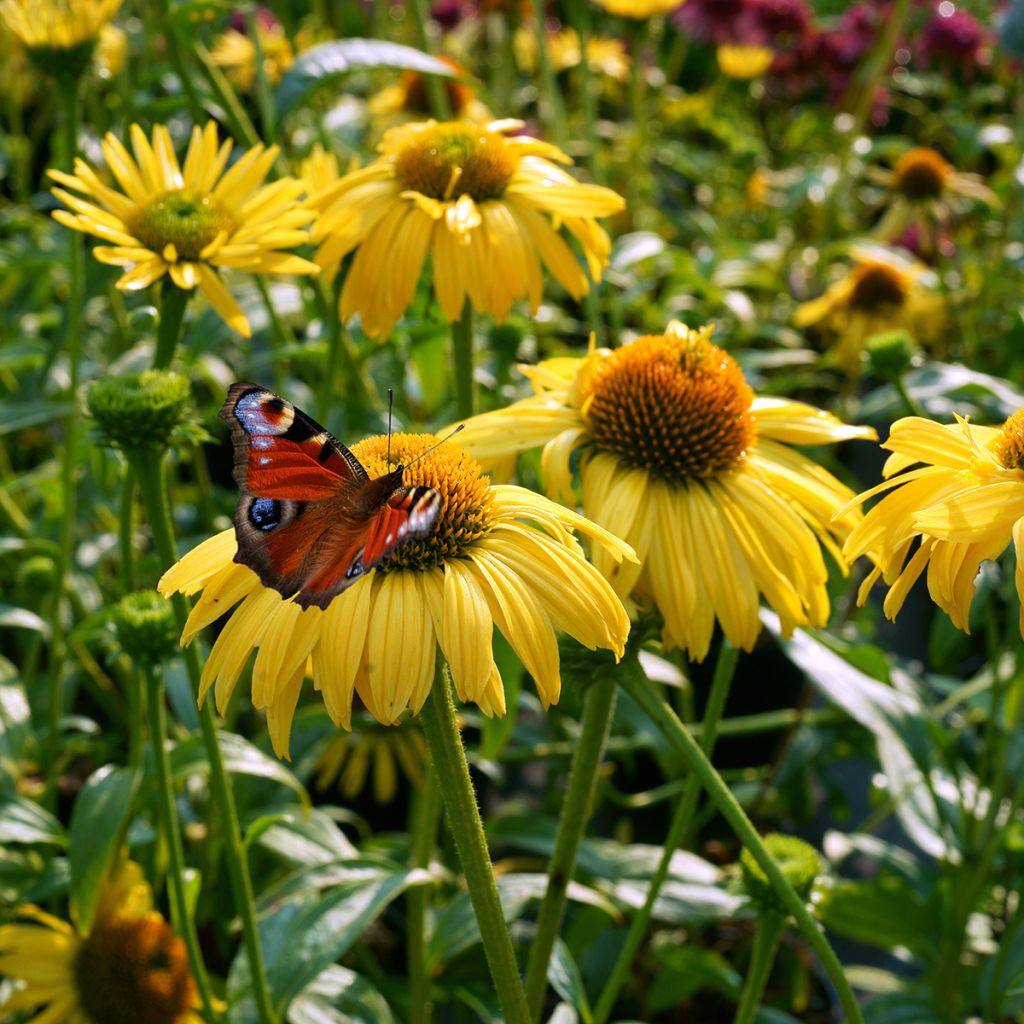 Echinacea purpurea Daydream