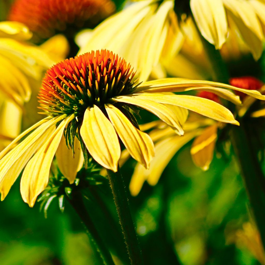 Echinacea purpurea Daydream