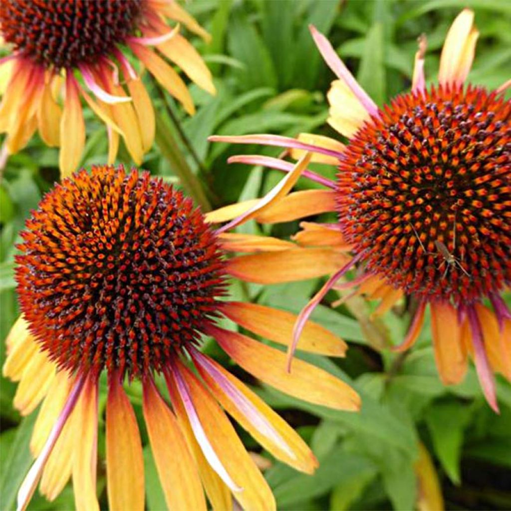 Echinacea purpurea Funky Yellow - Rudbeckia pourpre