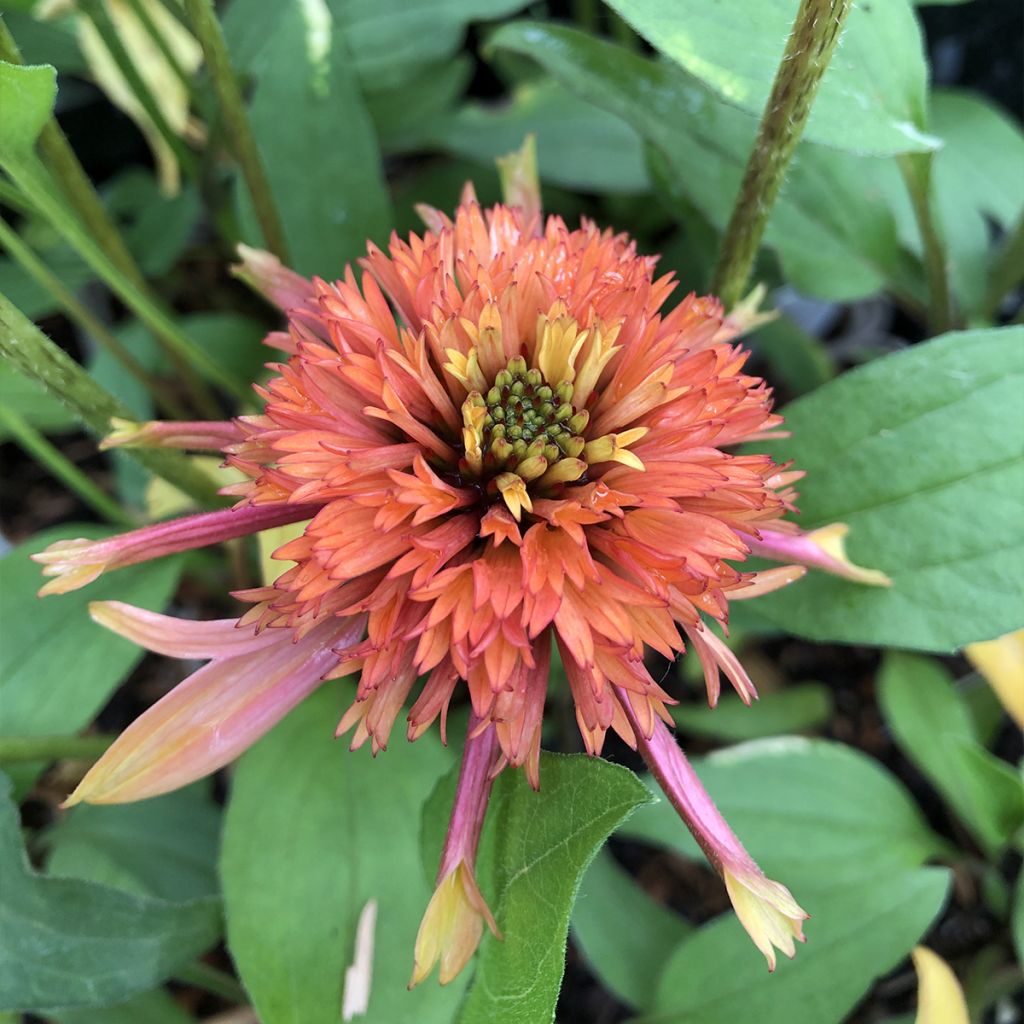 Echinacea purpurea Irresistible - Rudbeckia pourpre