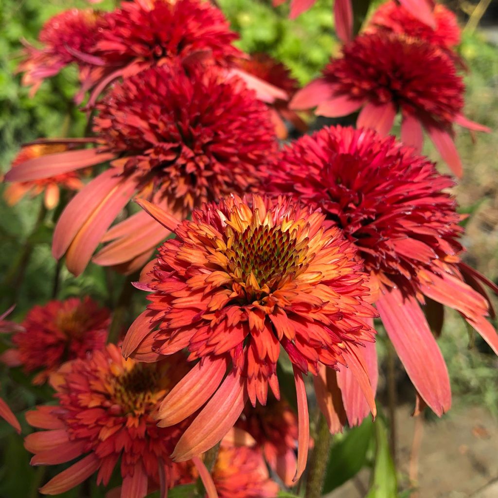 Echinacea purpurea Irresistible - Rudbeckia pourpre