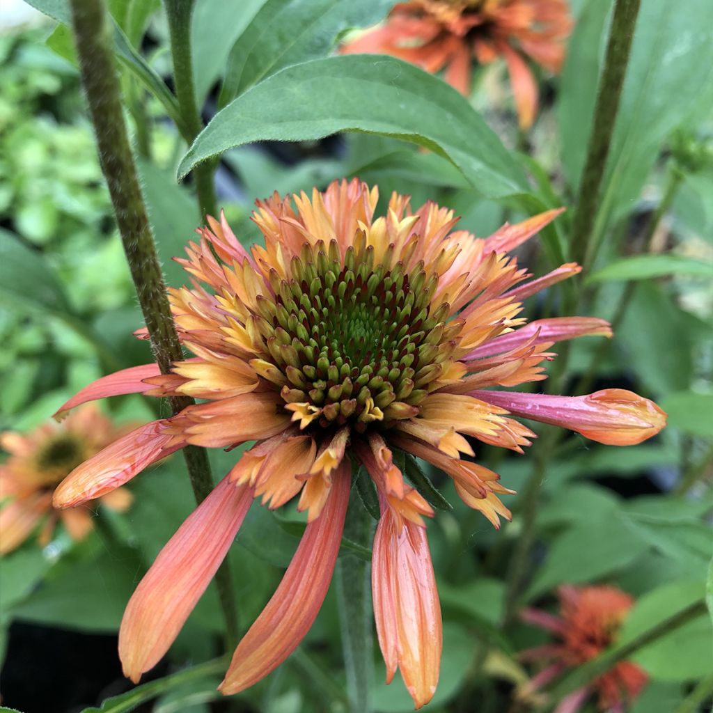 Echinacea purpurea Irresistible - Rudbeckia pourpre