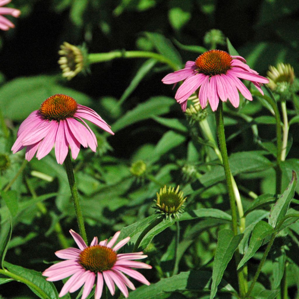 Echinacea purpurea Leuchtstern