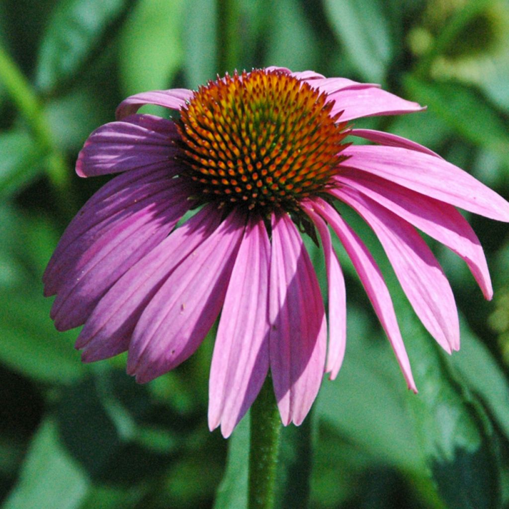 Echinacea purpurea Leuchtstern