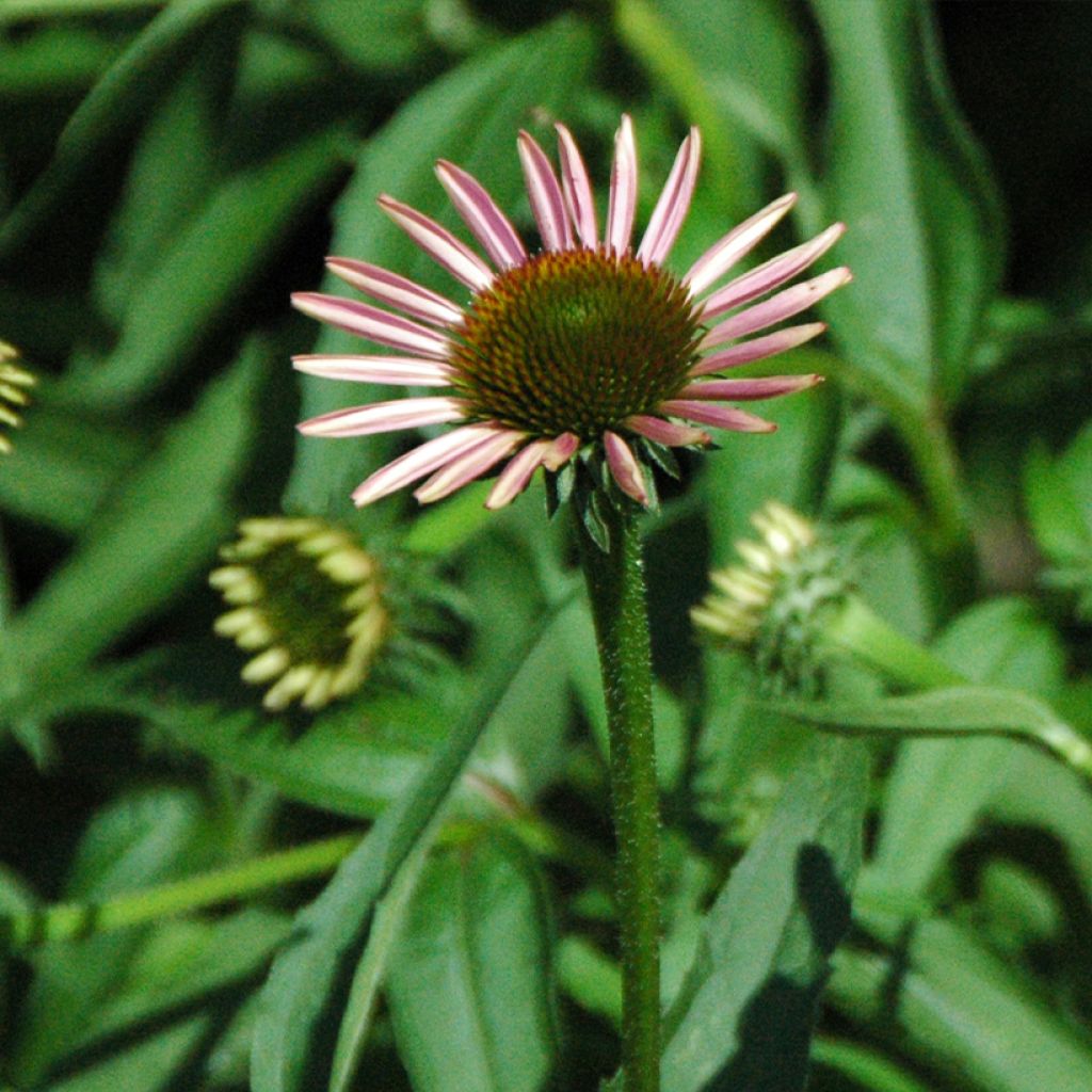 Echinacea purpurea Leuchtstern