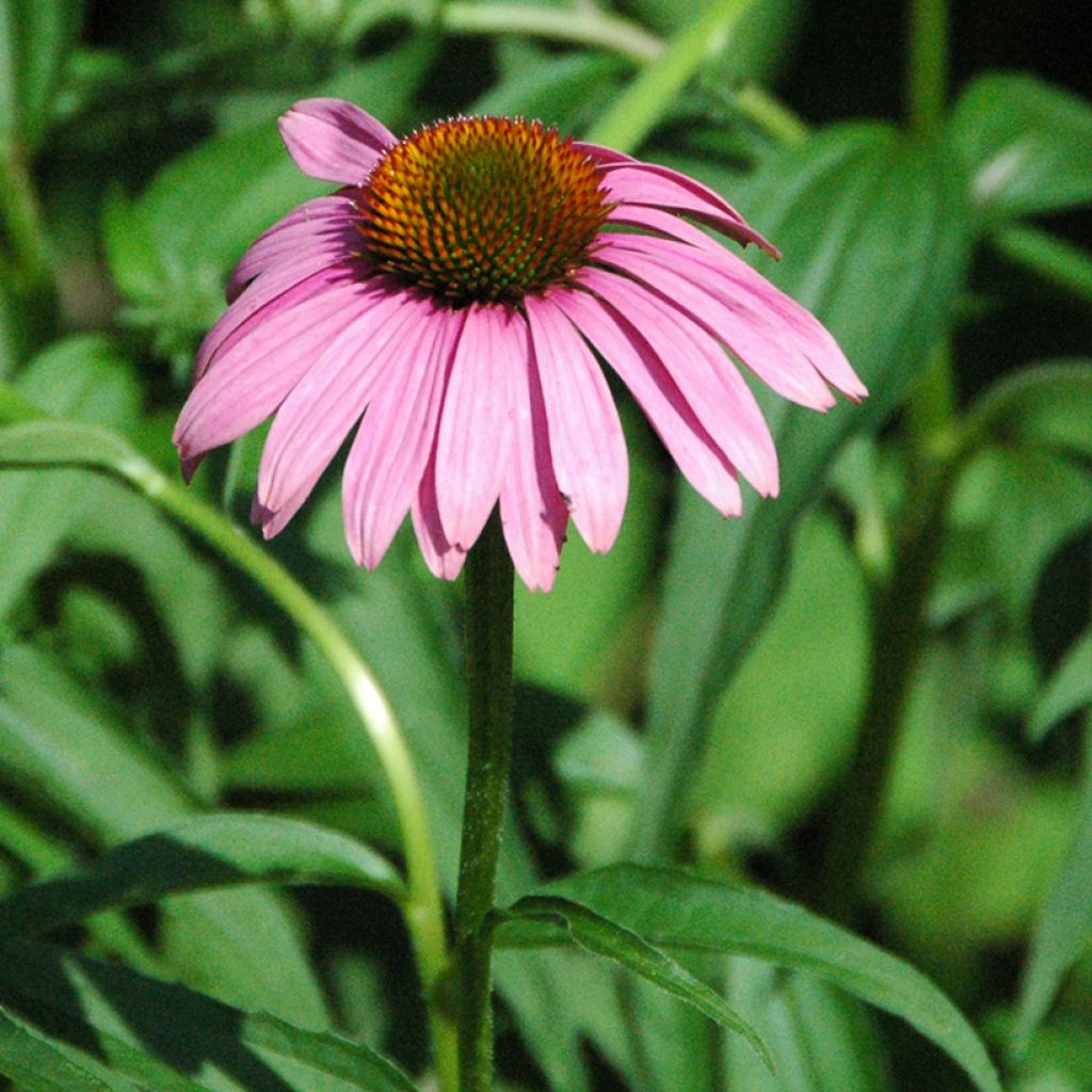 Echinacea purpurea Leuchtstern