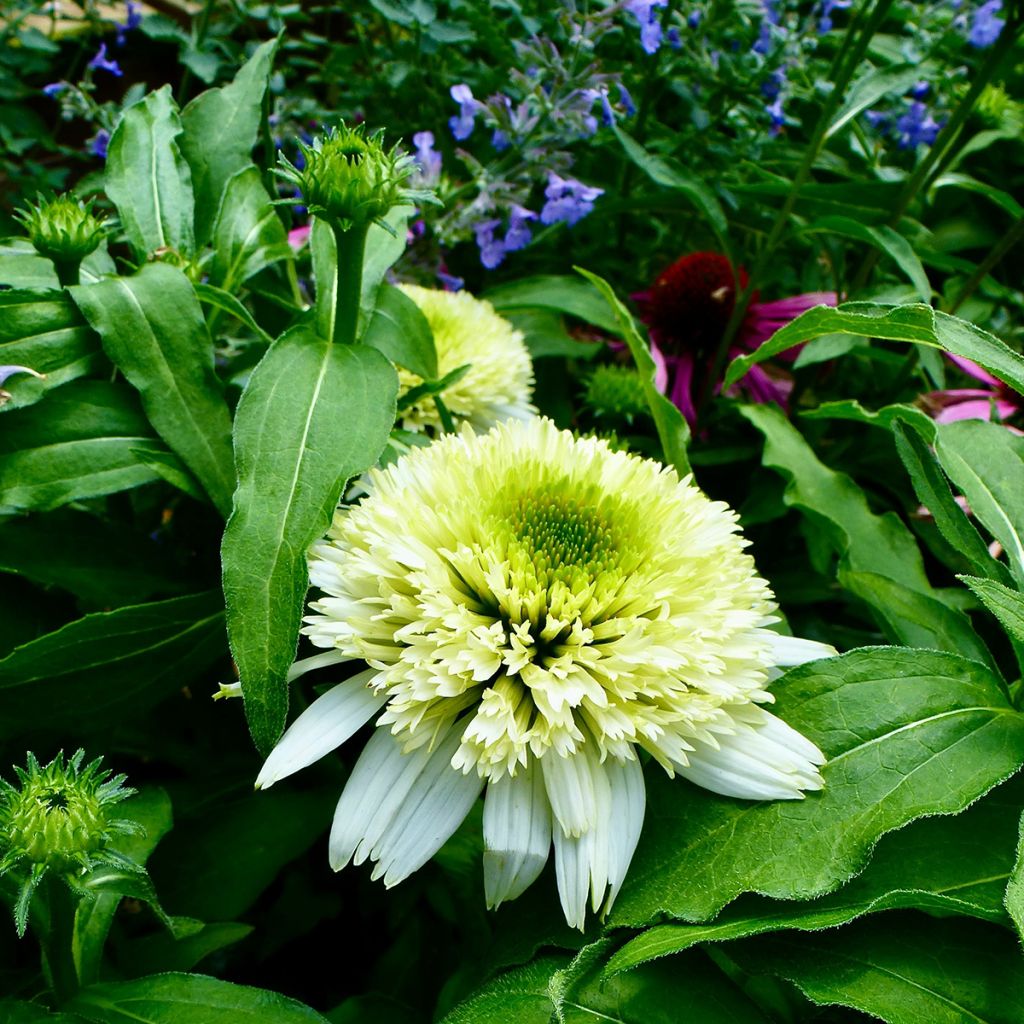 Echinacea purpurea Meringue