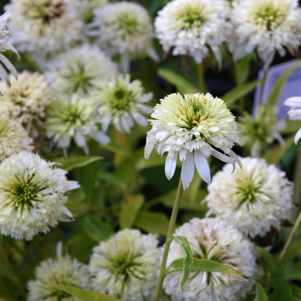 Echinacea purpurea Meringue