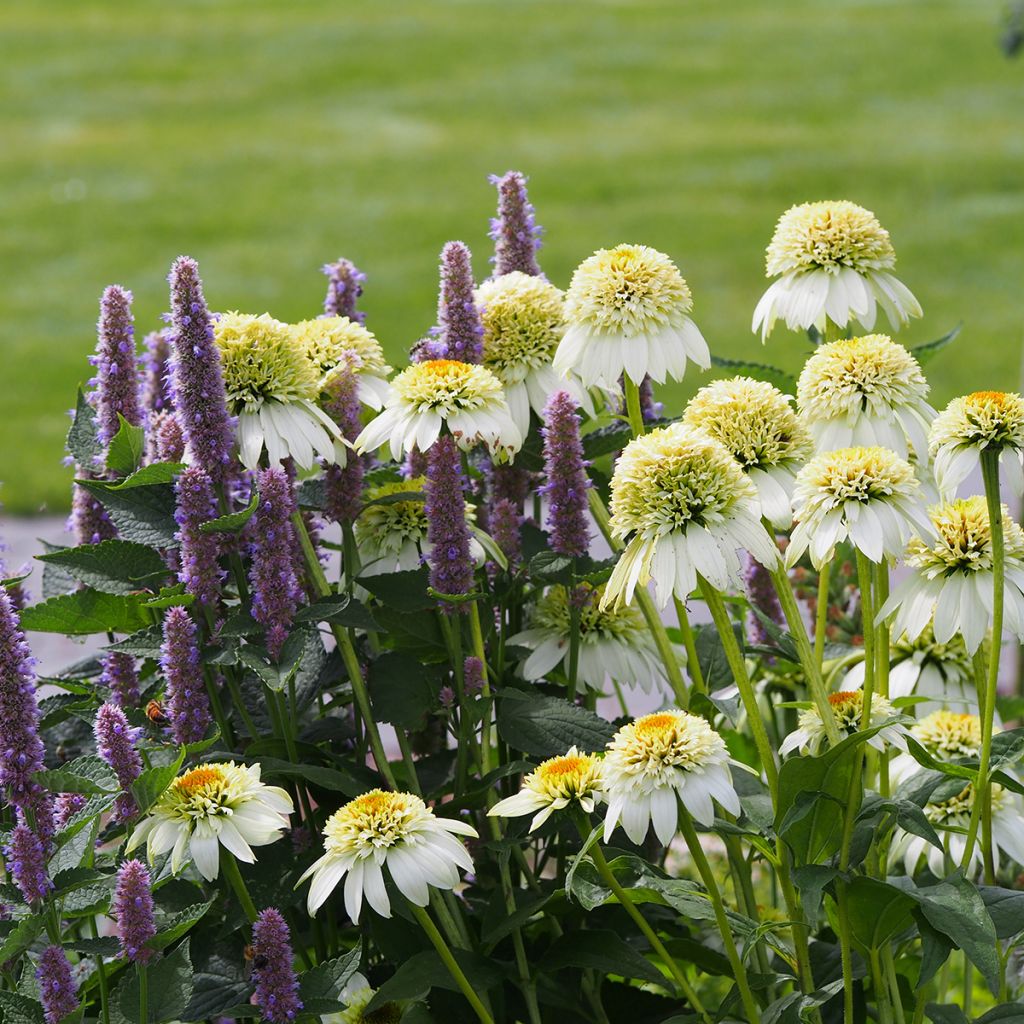 Echinacea purpurea Milkshake