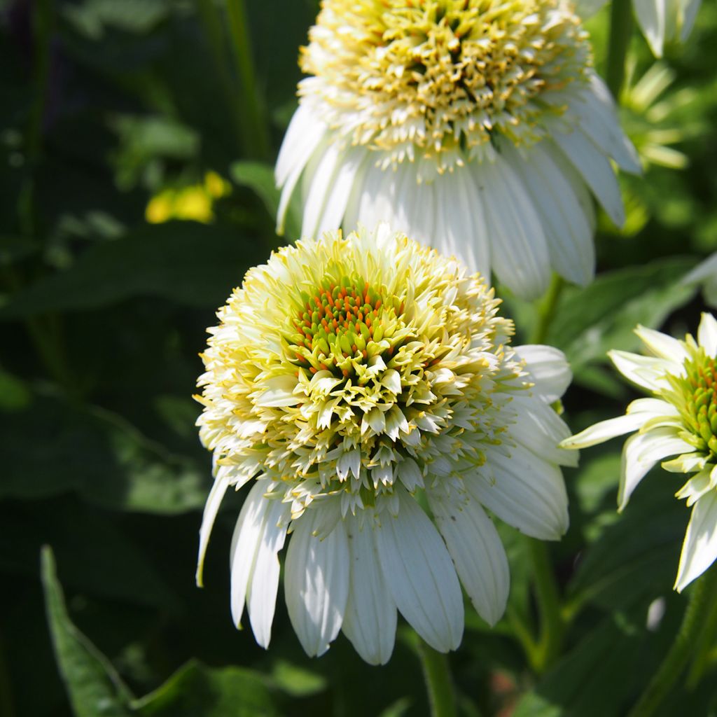 Echinacea purpurea Milkshake