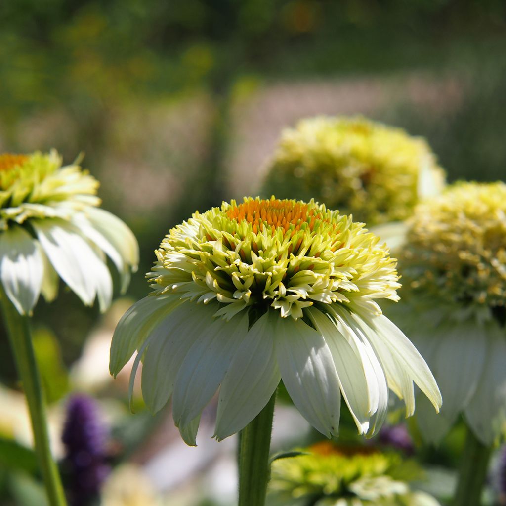 Echinacea purpurea Milkshake