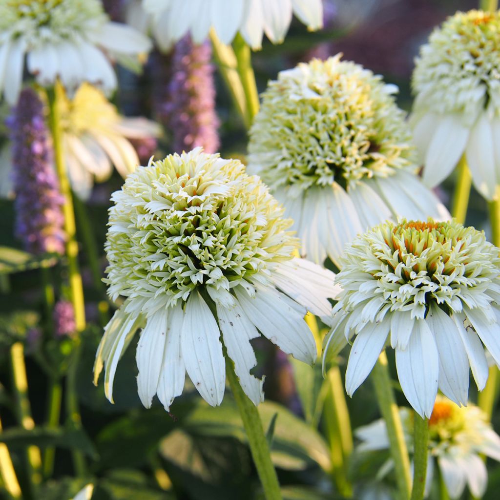 Echinacea purpurea Milkshake