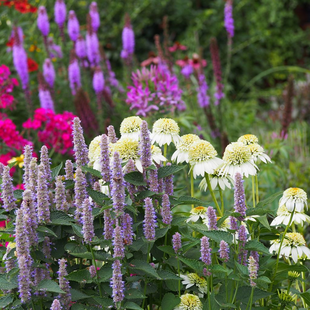 Echinacea purpurea Milkshake