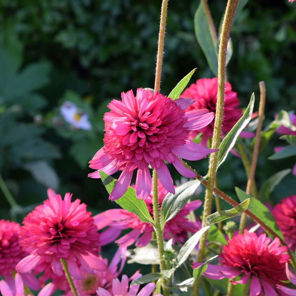 Echinacea purpurea Pink Double Delight