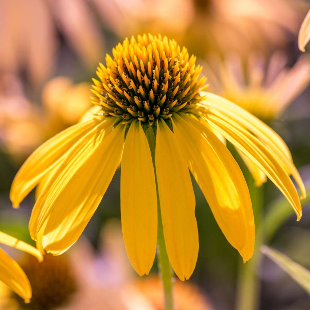 Echinacea purpurea Summer Breeze - Rudbeckia pourpre