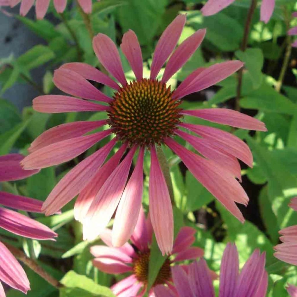 Echinacea purpurea Summer Cocktail