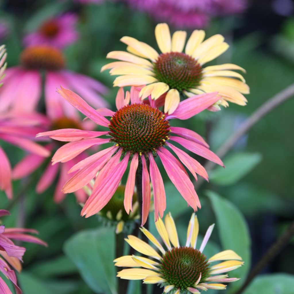 Echinacea purpurea Summer Cocktail