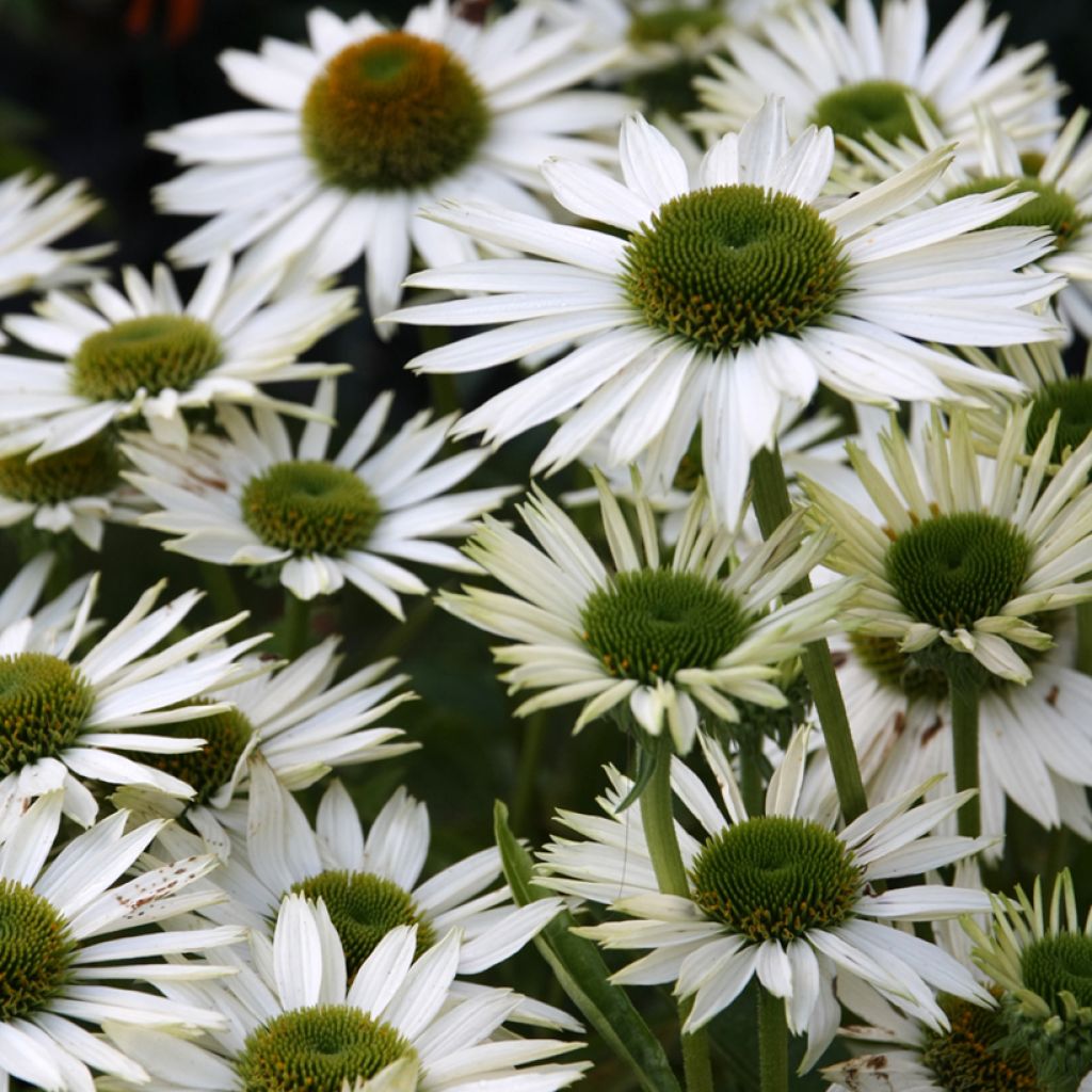 Echinacea purpurea Virgin