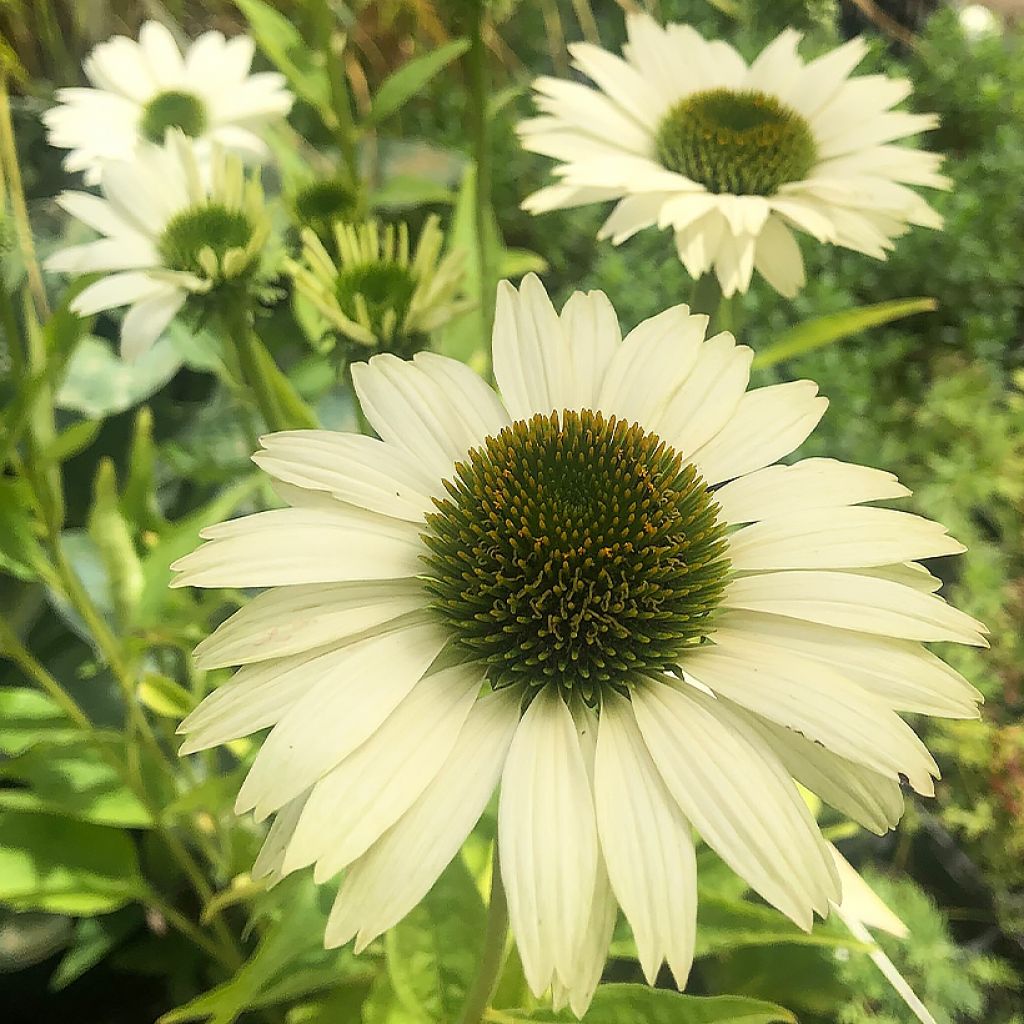 Echinacea purpurea Virgin