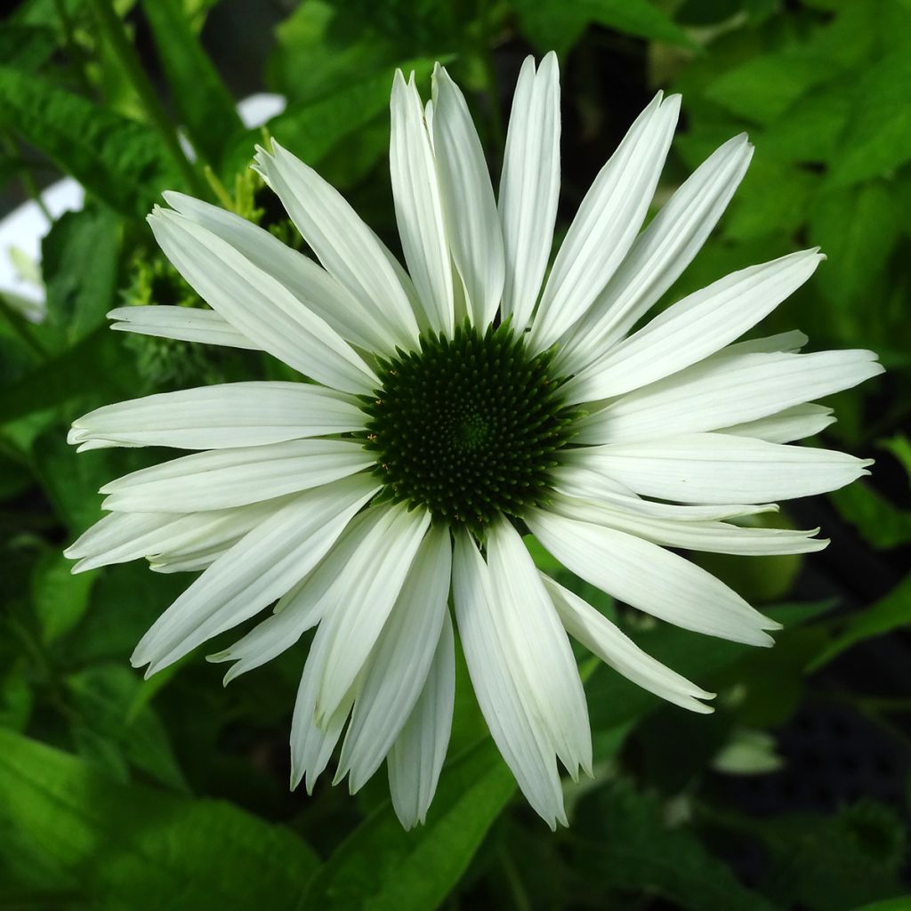 Echinacea purpurea Virgin