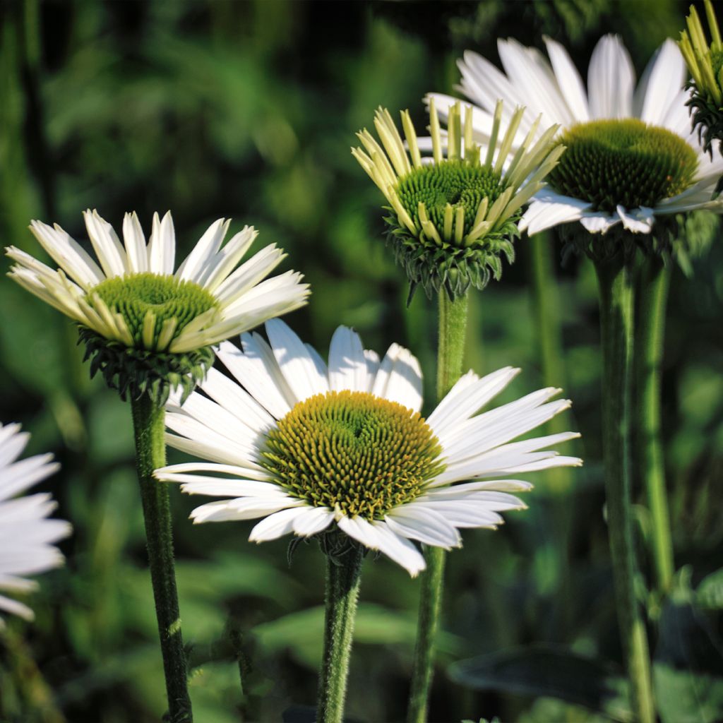 Echinacea purpurea Virgin