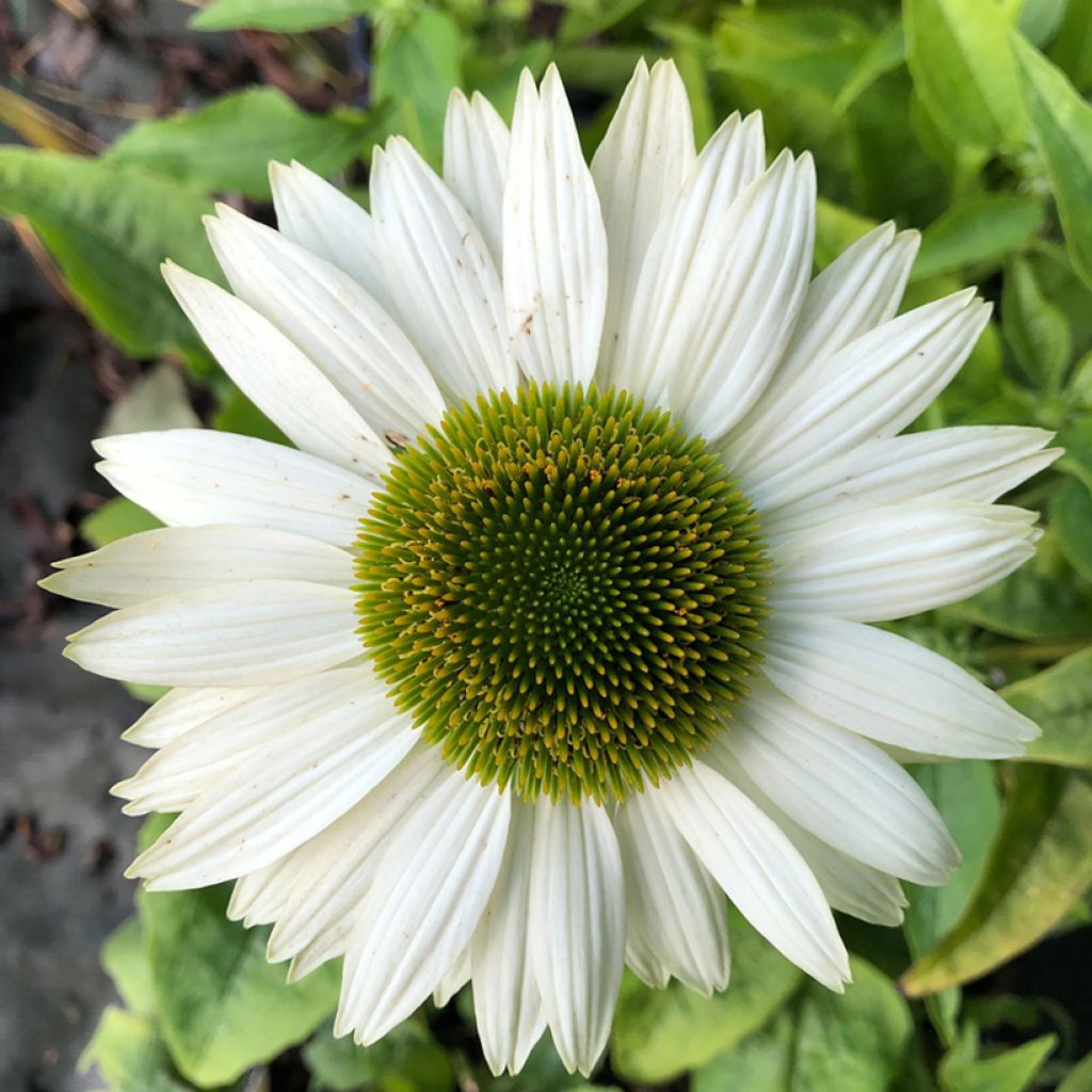 Echinacea purpurea Virgin