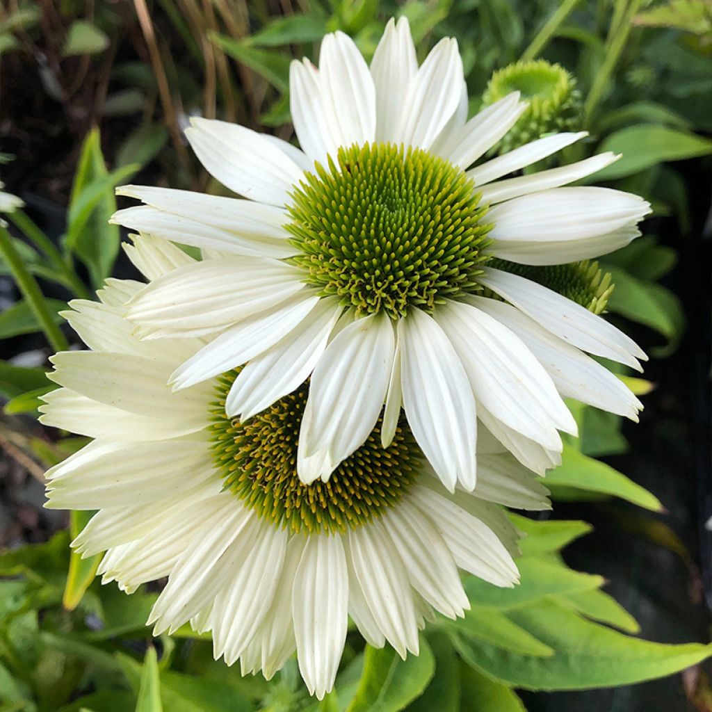 Echinacea purpurea Virgin