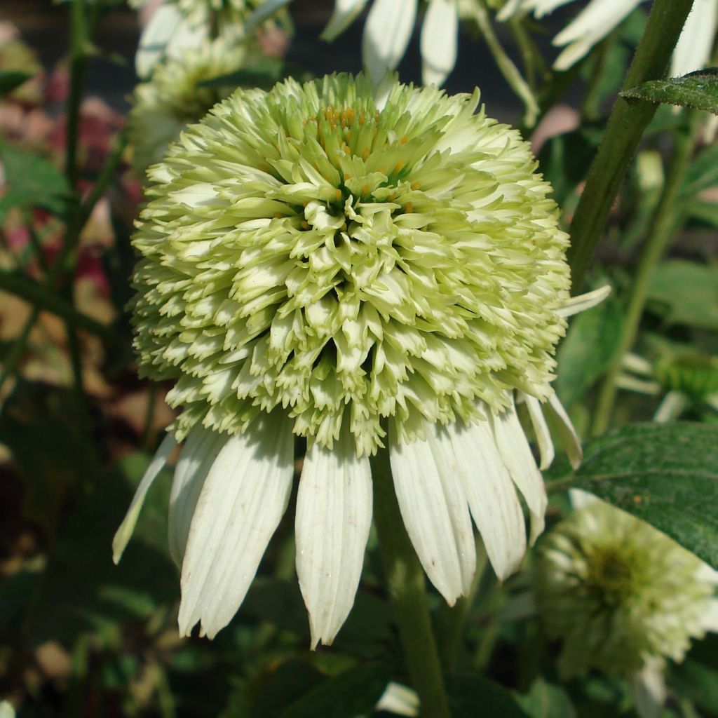 Echinacea Coconut Lime - Rudbeckia pourpre