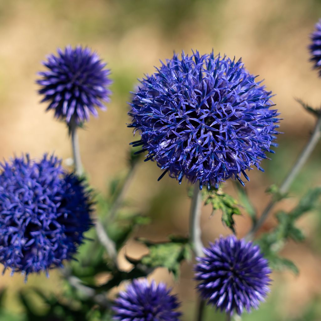 Echinops bannaticus Blue Globe - Cardo globo azul