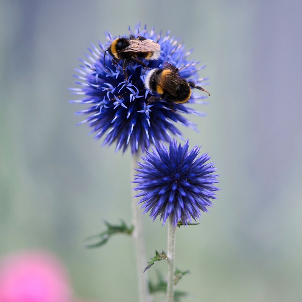 Echinops bannaticus Blue Globe - Cardo globo azul