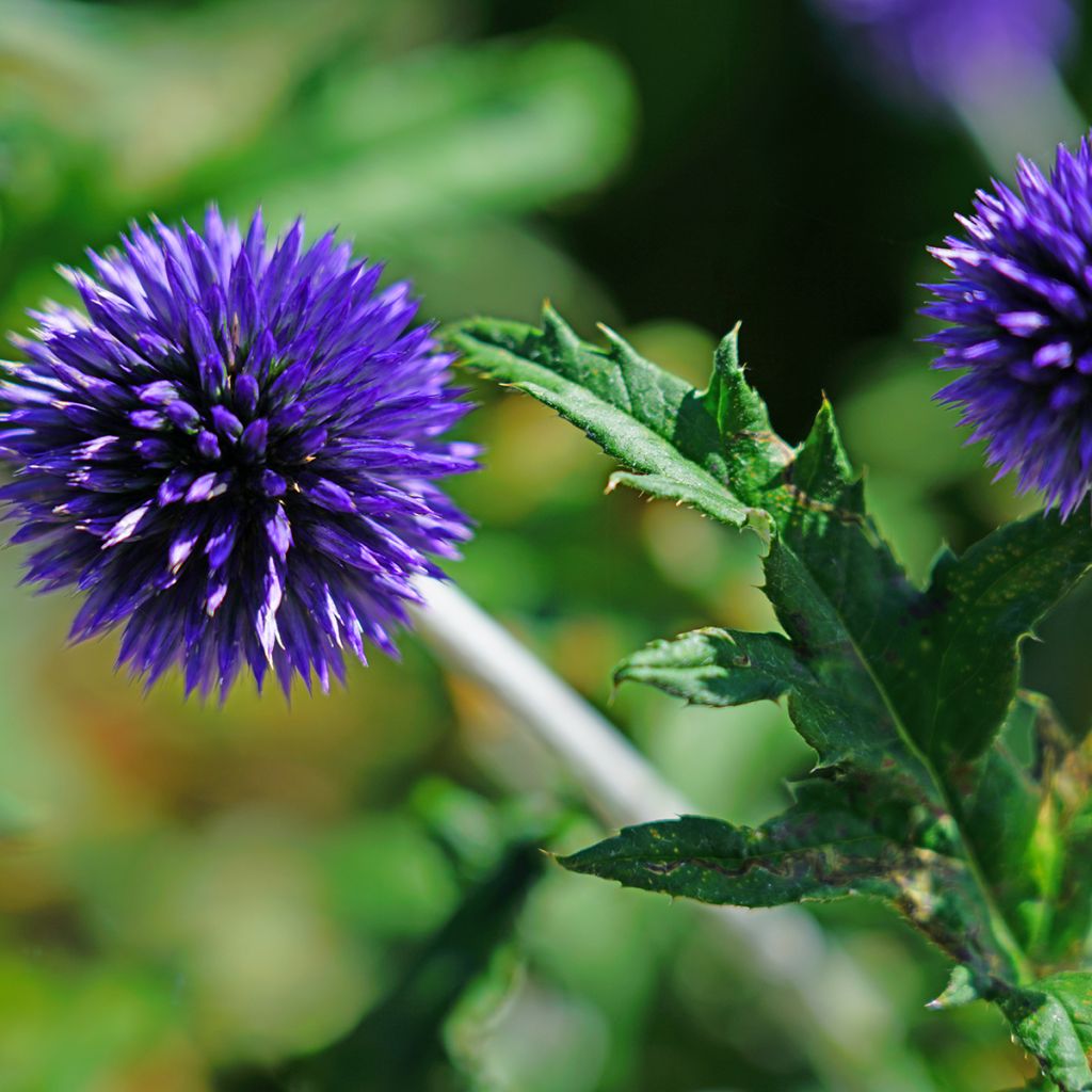 Echinops bannaticus Blue Globe - Cardo globo azul