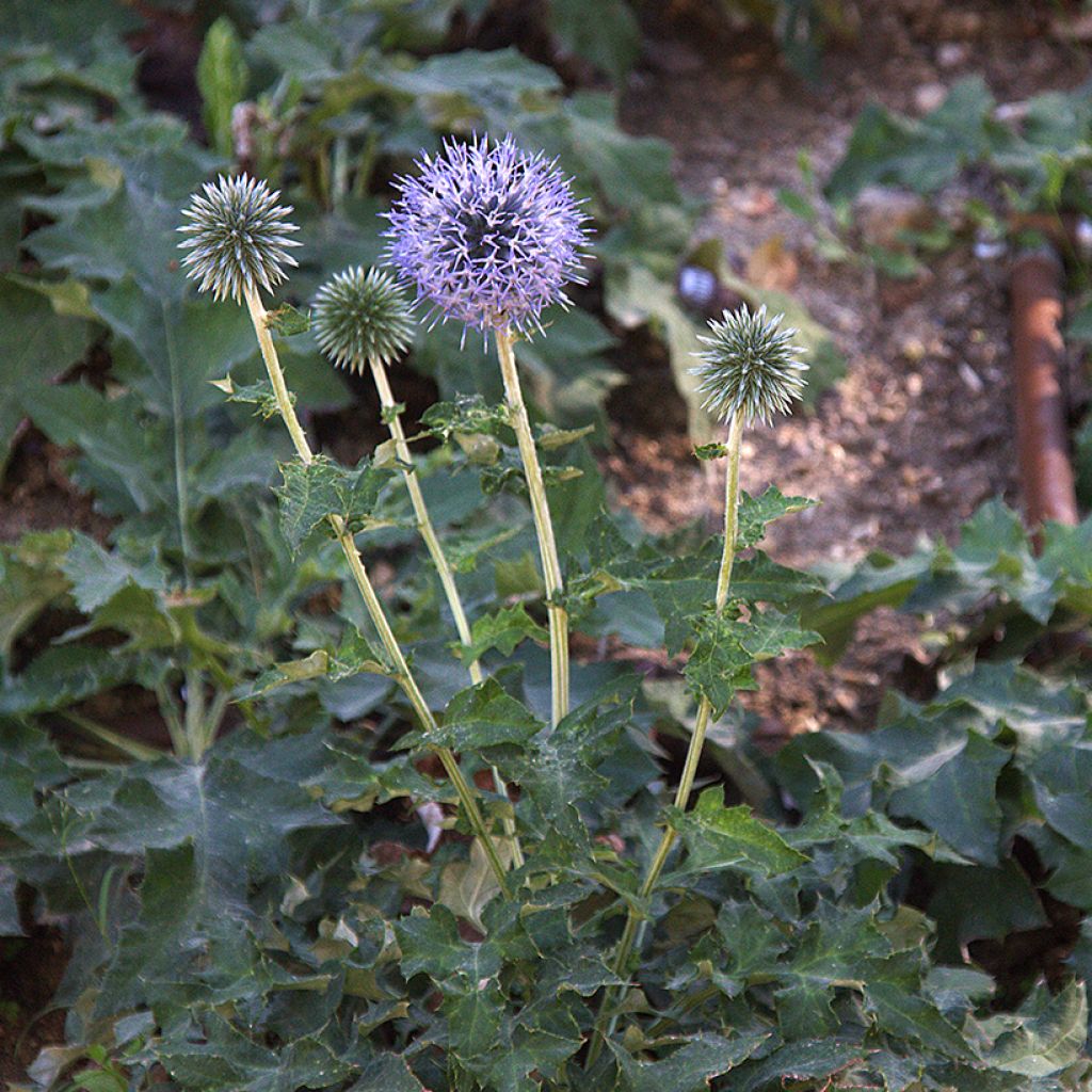 Echinops bannaticus Blue Glow - Cardo globo azul