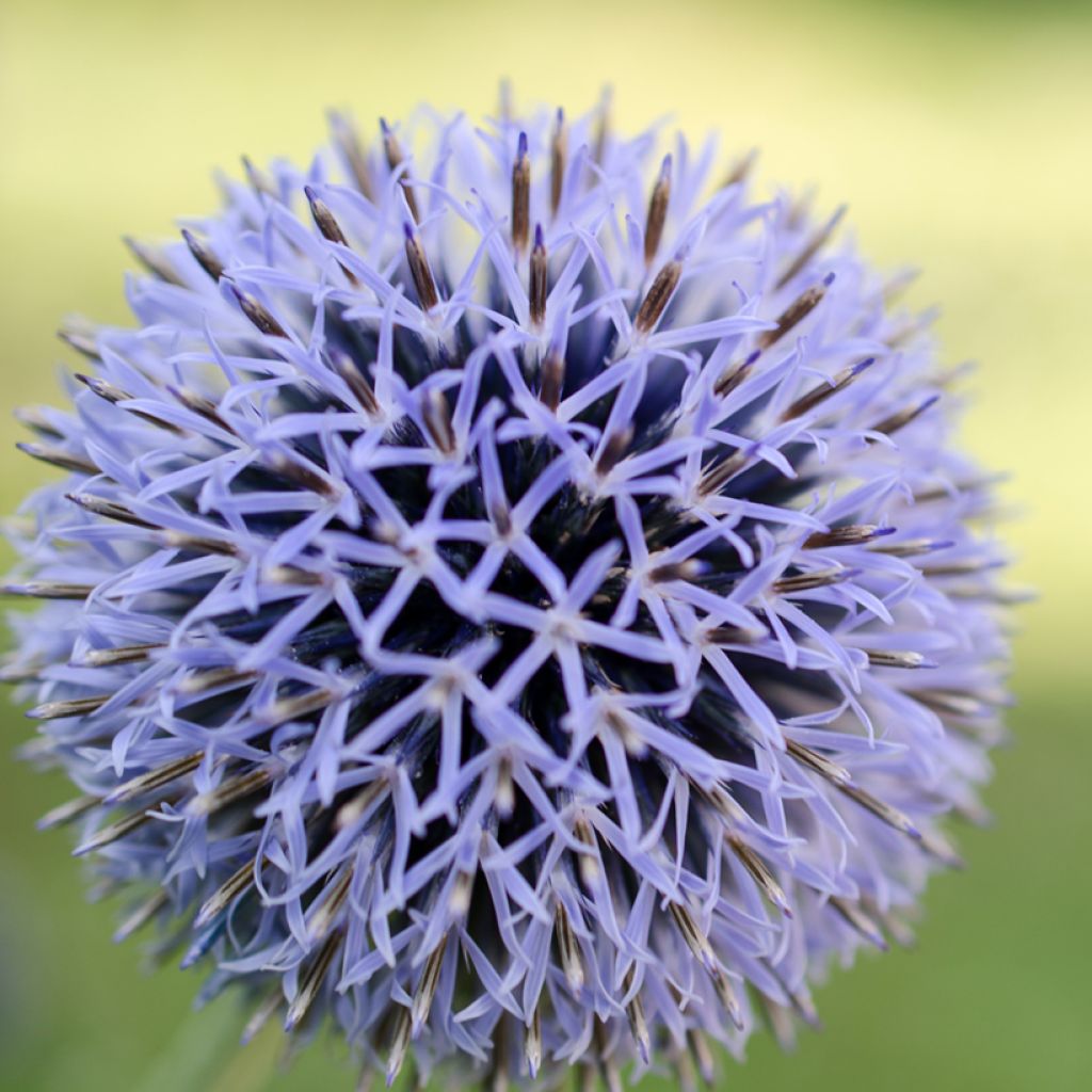 Echinops bannaticus Blue Glow - Cardo globo azul