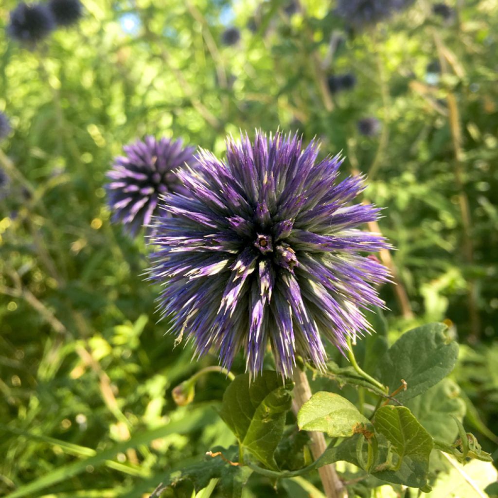 Echinops bannaticus Blue Glow - Cardo globo azul