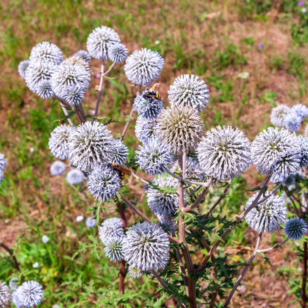 Echinops bannaticus Blue Glow - Cardo globo azul