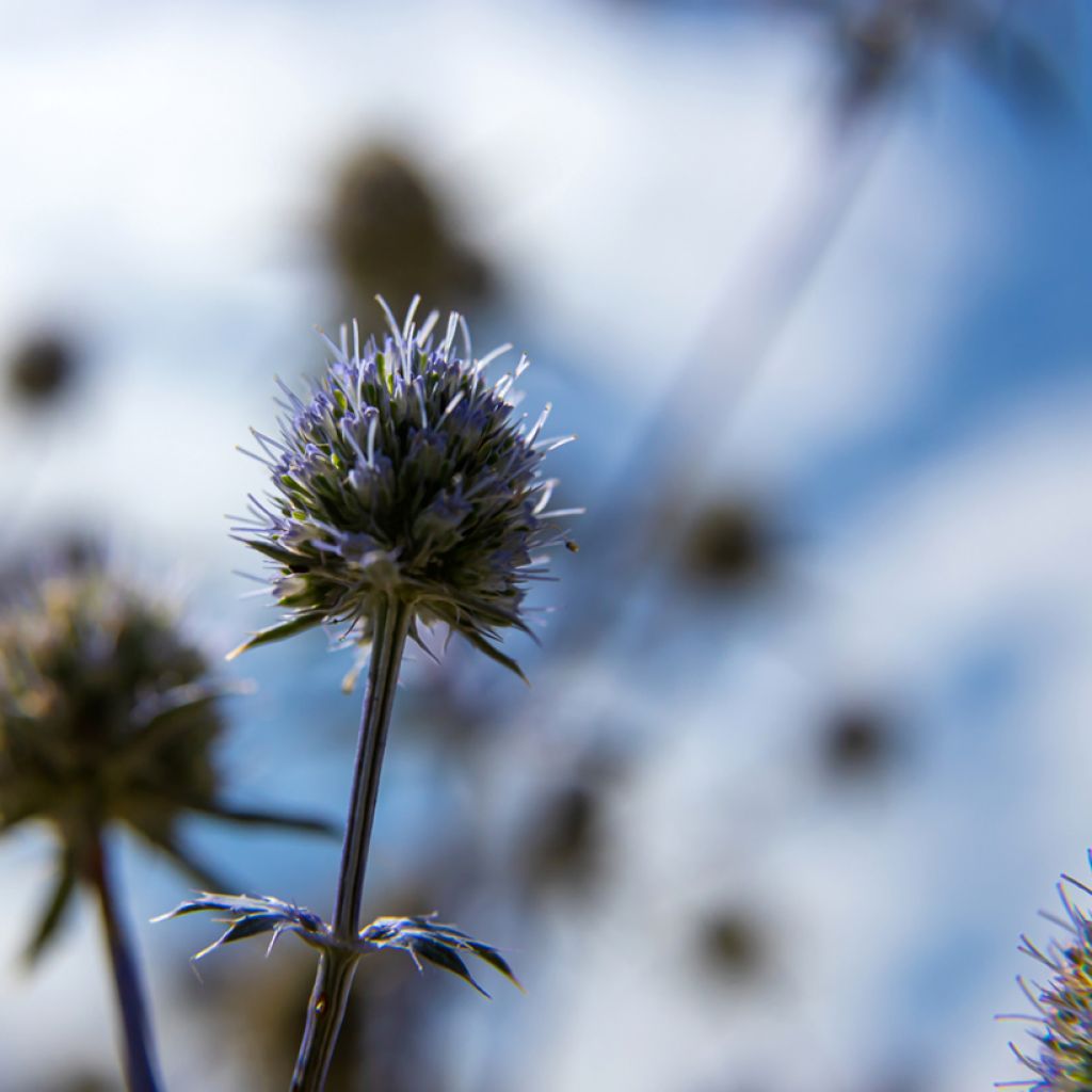 Echinops bannaticus Blue Glow - Cardo globo azul