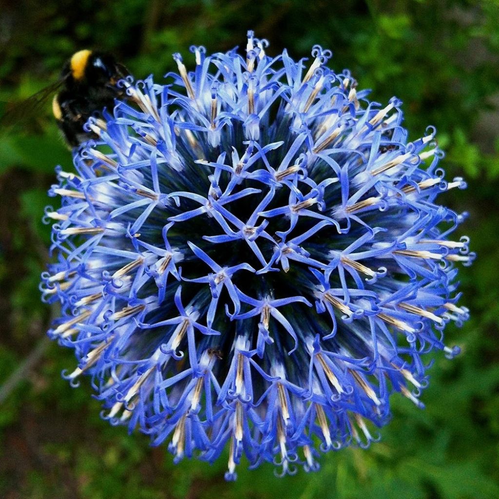 Echinops bannaticus Taplow Blue - Chardon boule