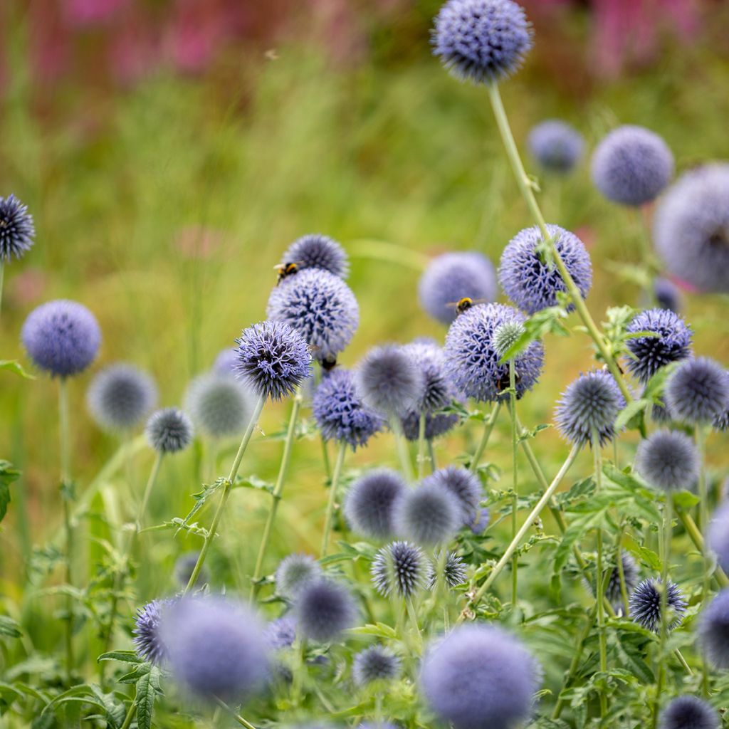 Echinops bannaticus Taplow Blue - Cardo globo azul