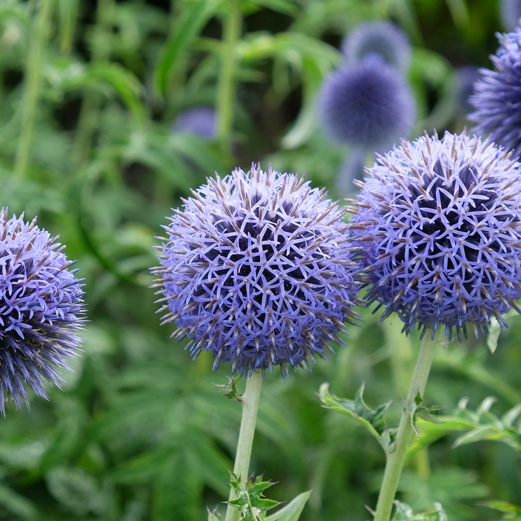 Echinops bannaticus Taplow Blue - Cardo globo azul