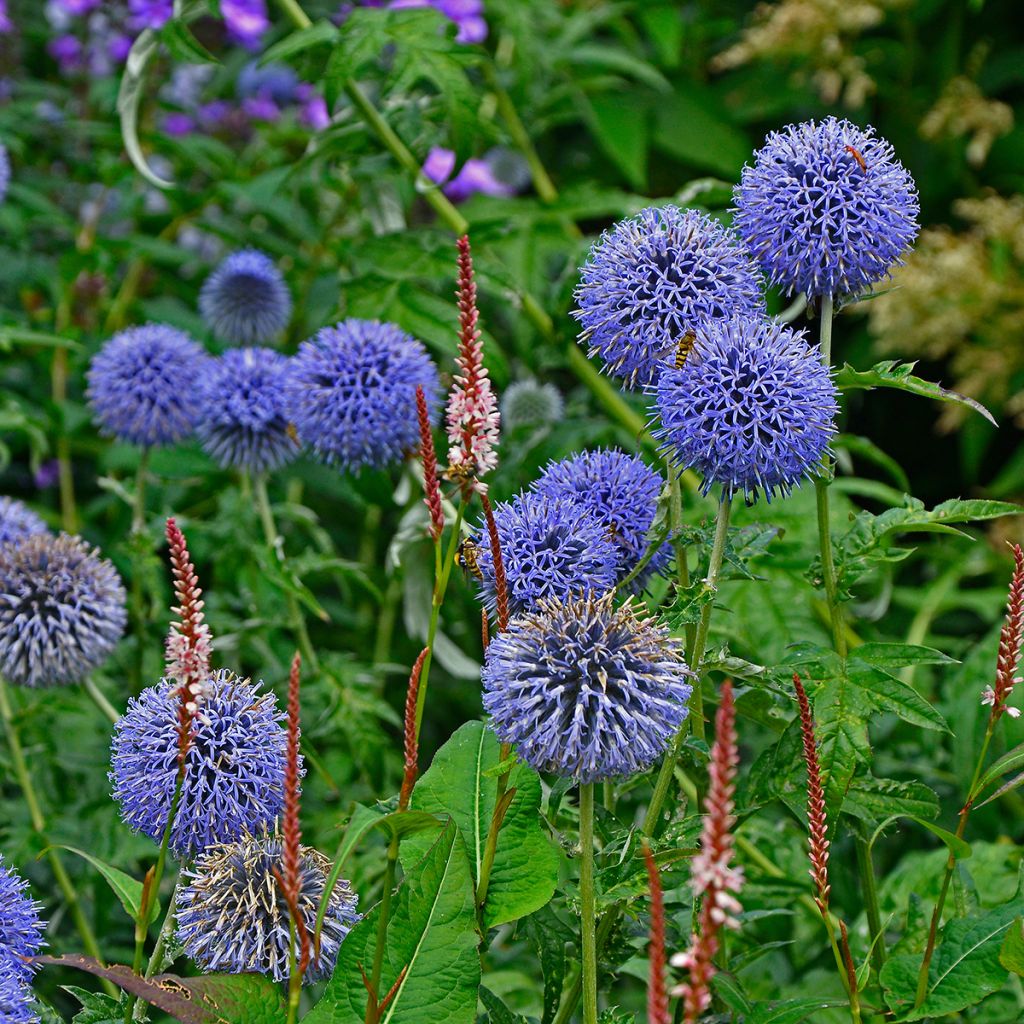 Echinops bannaticus Taplow Blue - Cardo globo azul