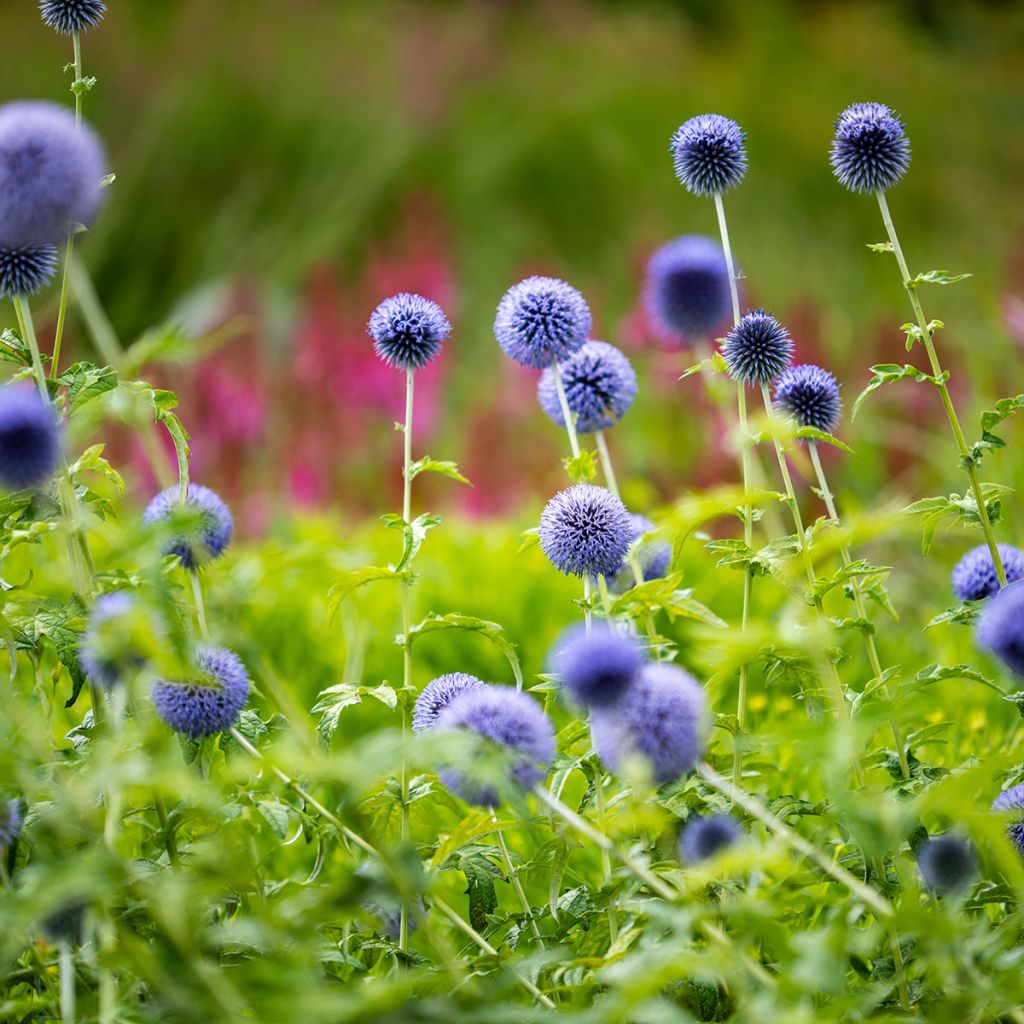 Echinops bannaticus Taplow Blue - Cardo globo azul