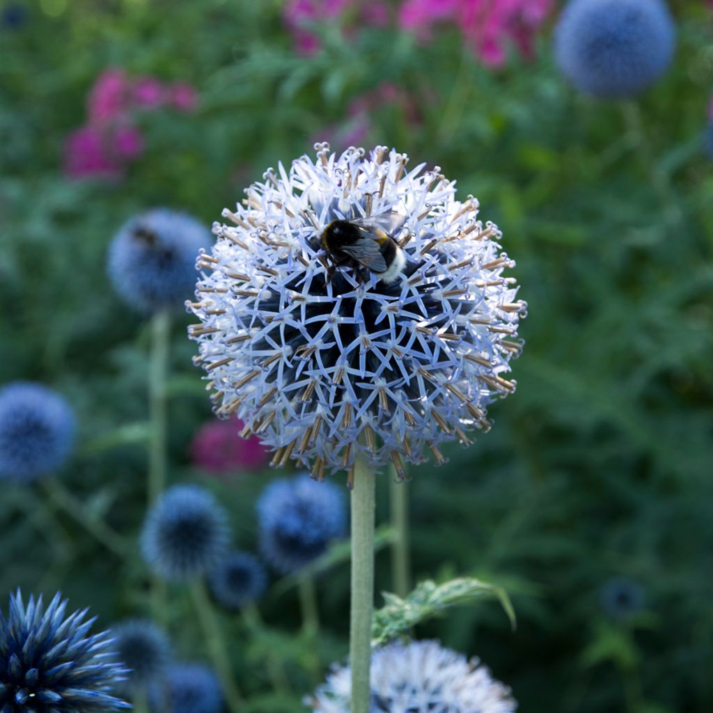 Echinops bannaticus Taplow Blue - Cardo globo azul