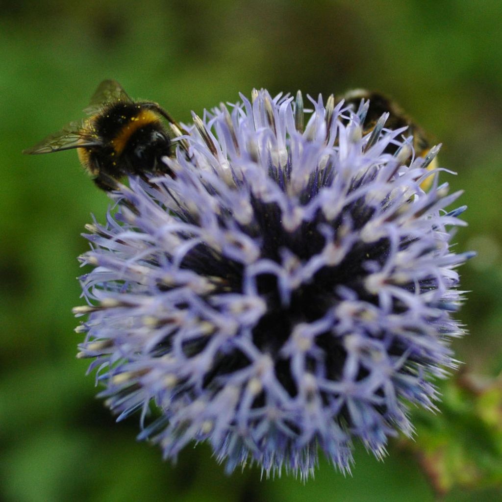 Echinops bannaticus Blue Globe - Boule azurée