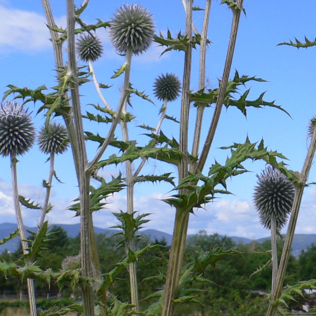 Echinops bannaticus Blue Globe - Boule azurée