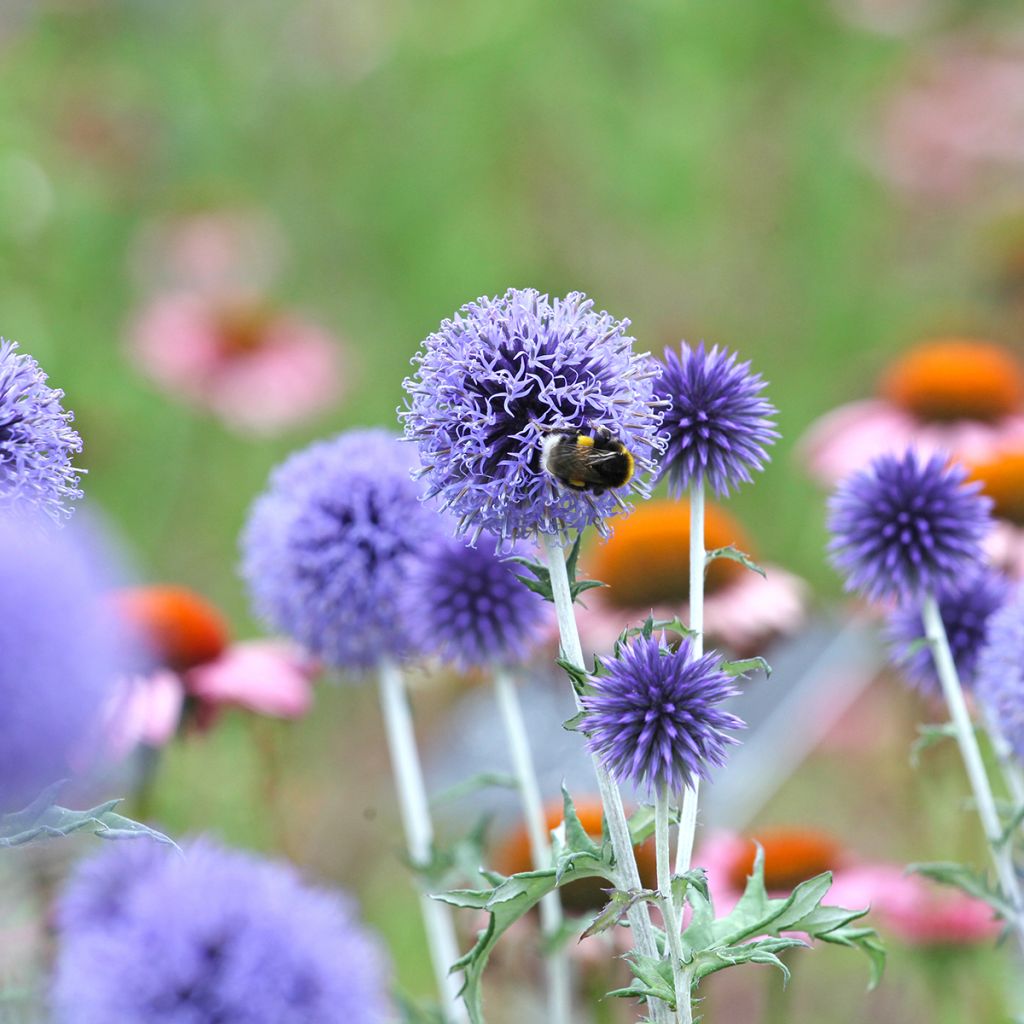 Echinops ritro Veitch’s Blue - Cardo de erizo