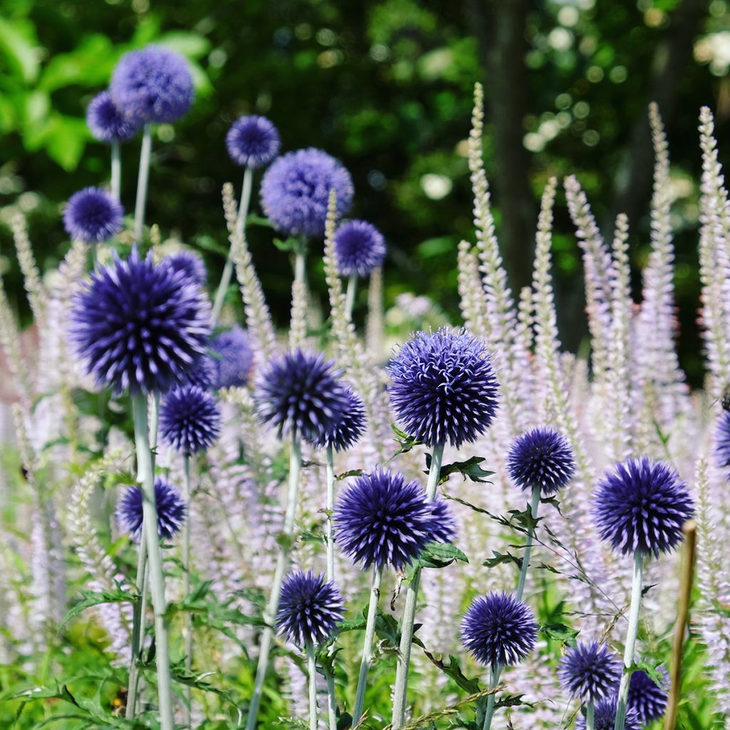 Echinops ritro Veitch’s Blue - Cardo de erizo