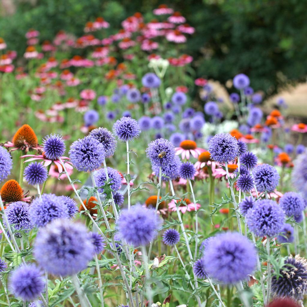 Echinops ritro Veitch’s Blue - Cardo de erizo